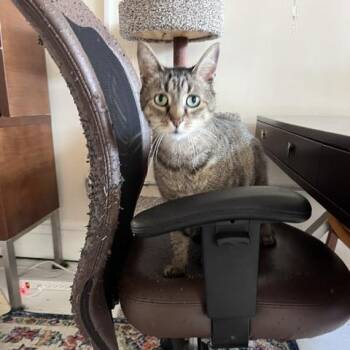 Clyde -  Domestic Short Hair Cat for Adoption in St. Louis, Missouri - Clyde | PetCurious