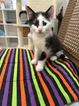Splash -  Domestic Short Hair and Tuxedo Cat for Adoption in Walled Lake, Michigan - Splash | PetCurious