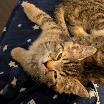 Laffy Taffy -  Domestic Short Hair Cat for Adoption in Hopkinton, Massachusetts - Laffy Taffy | PetCurious