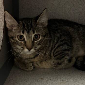 Trixie -  Domestic Short Hair Cat for Adoption in Port Charlotte, Florida - Trixie | PetCurious