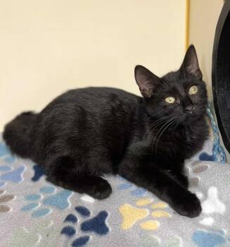 Rescue Domestic Short Hair Cats for Adoption in Myerstown, Pennsylvania - Mr. Met | PetCurious