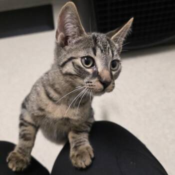 Nathan -  Domestic Short Hair Cat for Adoption - Nathan | PetCurious