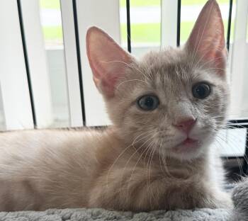 Sasha & Sunny BONDED -  Domestic Short Hair Cat for Adoption in Boca Raton, Florida - Sasha & Sunny BONDED | PetCurious