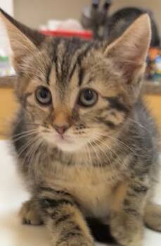 Rescue Domestic Short Hair Cats for Adoption in Elizabethton, Tennessee - LOTUS | PetCurious