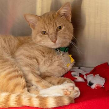 THEODEN -  Domestic Short Hair Cat Available for Adoption in St. Louis, Missouri - THEODEN | PetCurious