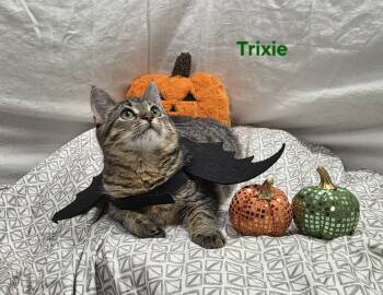 Trixie -  Tabby Cat for Adoption in Whitewater, Wisconsin - Trixie | PetCurious
