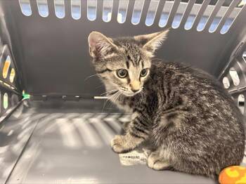 A1267513 -  Domestic Short Hair Cat for Adoption in Charlotte, North Carolina - A1267513 | PetCurious