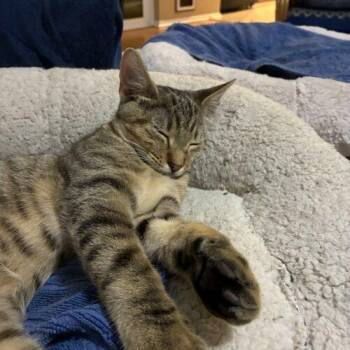 Speeder -  Domestic Short Hair Cat for Adoption in Tampa, Florida - Speeder | PetCurious