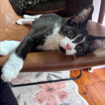 Mofongo Wink 26258 -  Domestic Medium Hair Cat for Adoption in Eaton Rapids, Michigan - Mofongo Wink 26258 | PetCurious