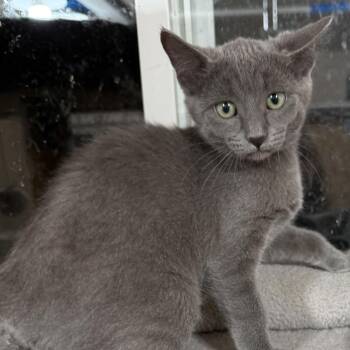 Dolly -  Russian Blue and Domestic Short Hair Cat for Adoption in Tehachapi, California - Dolly | PetCurious