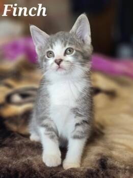 FINCH -  Domestic Short Hair Cat for Adoption in La Crescent, Minnesota - FINCH | PetCurious