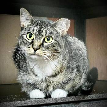 Rescue Domestic Short Hair Cats for Adoption in Tulsa, Oklahoma - Josie | PetCurious