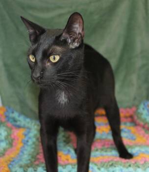Zhyen - 42559 -  Domestic Short Hair Cat for Adoption in Prattville, Alabama - Zhyen - 42559 | PetCurious