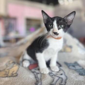 Rescue Domestic Medium Hair Cats for Adoption in Liverpool, Texas - Candy Corn | PetCurious