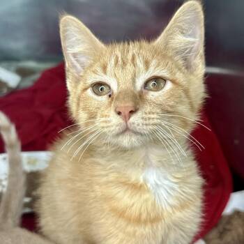 Jordan -  Domestic Short Hair Cat for Adoption in Matteson, Illinois - Jordan | PetCurious