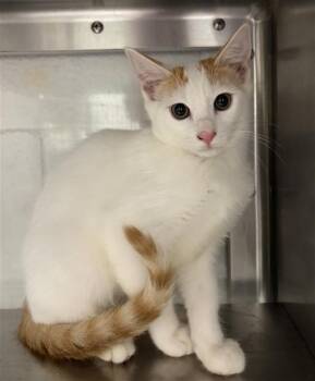 A274131 -  Domestic Short Hair Cat for Adoption in Chula Vista, California - A274131 | PetCurious