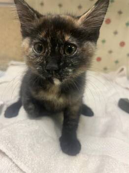 POE -  Domestic Short Hair Cat for Adoption in Riverside, California - POE | PetCurious