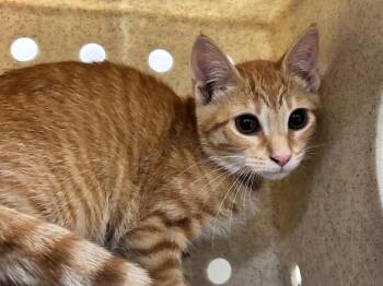 Irvin -  Domestic Short Hair and Tabby Cat for Adoption in Powell, Ohio - Irvin | PetCurious