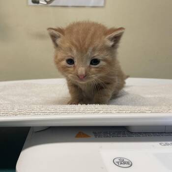 Justin Barcia -  Domestic Short Hair Cat for Adoption in Pasadena, California - Justin Barcia | PetCurious