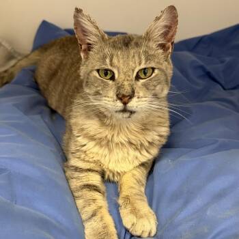 Dorian -  Domestic Short Hair Cat for Adoption in Cooperstown, New York - Dorian | PetCurious