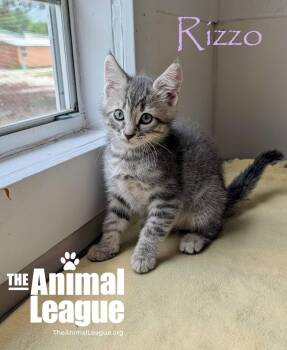 Rizzo -  Domestic Short Hair Cat Available for Adoption in Groveland, Florida - Rizzo | PetCurious