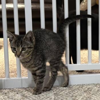 Domestic Short Hair Cats Available for Adoption in Greenwood, Indiana - Hela | PetCurious