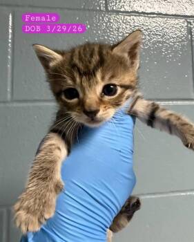 MOCHA -  Domestic Short Hair Cat for Adoption in Holbrook, New York - MOCHA | PetCurious