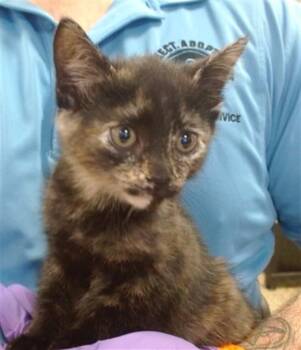 Domestic Short Hair Cats Available for Adoption - DIANA | PetCurious