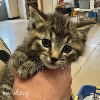 Scupper -  Domestic Medium Hair Cat Available for Adoption in Cheyenne, Wyoming - Scupper | PetCurious