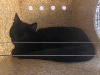 WAFFLE -  Domestic Short Hair Cat for Adoption in Loveland, Colorado - WAFFLE | PetCurious