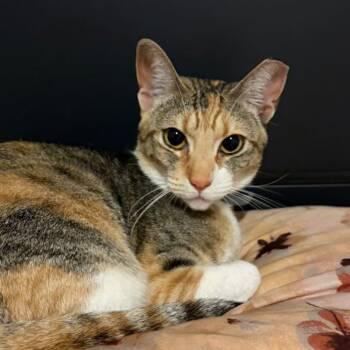 Lili -  Domestic Short Hair Cat for Adoption in Santa Ana, California - Lili | PetCurious