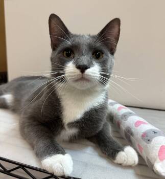 Dickens -  Domestic Short Hair Cat for Adoption in Blasdell, New York - Dickens | PetCurious