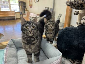 Tabby and Domestic Short Hair Cats Available for Adoption in Blairsville, Georgia - Mocha/Java | PetCurious