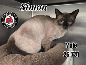Simon -  Siamese and Domestic Short Hair Cat for Adoption in Georgetown, Kentucky - Simon | PetCurious