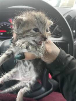 Domestic Short Hair Cats Available for Adoption in Houston, Texas - A654747 | PetCurious