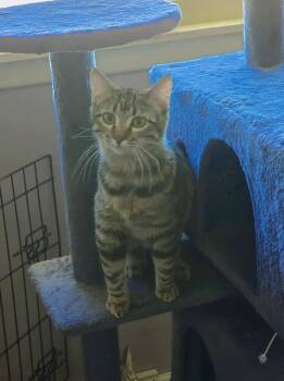 Domestic Short Hair Cats Available for Adoption in Manhattan, Kansas - Gretchen | PetCurious