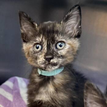 Shay -  Domestic Short Hair Cat for Adoption in Palm Springs, California - Shay | PetCurious