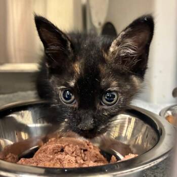 Sardine 2981 -  Domestic Short Hair Cat for Adoption in Columbus, Georgia - Sardine 2981 | PetCurious