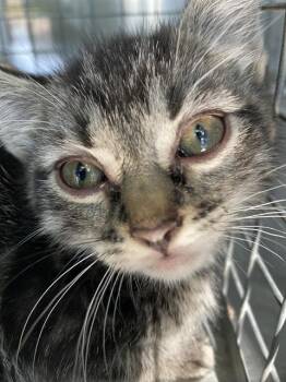 Domestic Short Hair Cats Available for Adoption in Dallas, Texas - SIMON | PetCurious