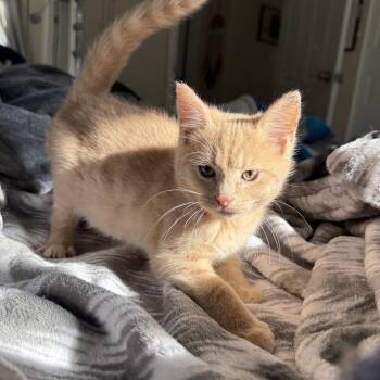 Rescue Domestic Short Hair Cats for Adoption in Miamisburg, Ohio - Hickory | PetCurious