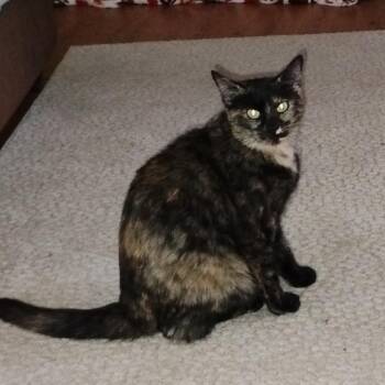 River -  Domestic Short Hair Cat for Adoption in Inwood, West Virginia - River | PetCurious