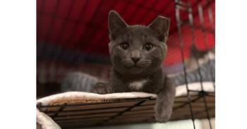 Rescue Domestic Short Hair Cats for Adoption in New Cumberland, West Virginia - Charcoal | PetCurious