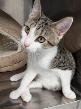 Junior -  Domestic Short Hair Cat for Adoption in Mount Carmel, Illinois - Junior | PetCurious