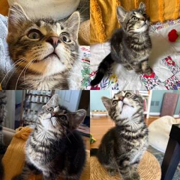 Matinee -  Tabby Cat for Adoption in Wyandotte, Michigan - Matinee | PetCurious
