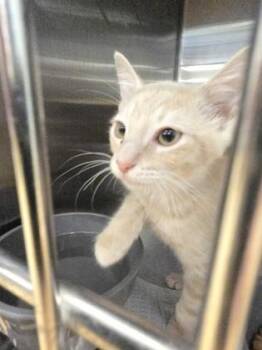 Lil Ichabod -  Domestic Short Hair Cat for Adoption in River Ridge, Louisiana - Lil Ichabod | PetCurious