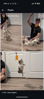 Dollie -  Domestic Short Hair Cat for Adoption in Denver, Colorado - Dollie | PetCurious