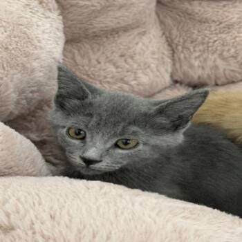 Wednesday -  Domestic Short Hair Cat for Adoption in Buellton, California - Wednesday | PetCurious