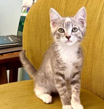 Penelope -  Domestic Short Hair Cat for Adoption in Mount Pleasant, South Carolina - Penelope | PetCurious