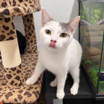 Georgia K -  Domestic Short Hair Cat for Adoption in Fresno, California - Georgia K | PetCurious
