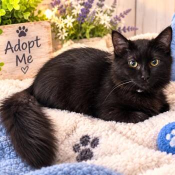 Melody -  Domestic Medium Hair Cat for Adoption in Richmond, Virginia - Melody | PetCurious
